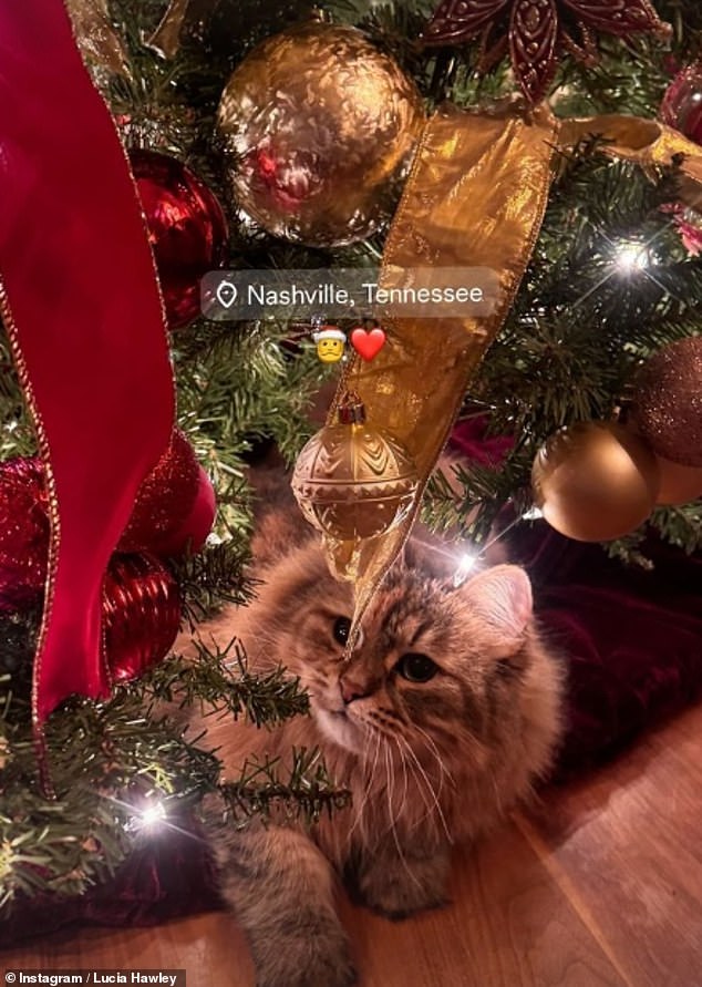 Lucia posed a sweet photo of a cat, who looked like Nicole's pet Ginger, curled up under a Christmas tree in what appeared to be a family home.