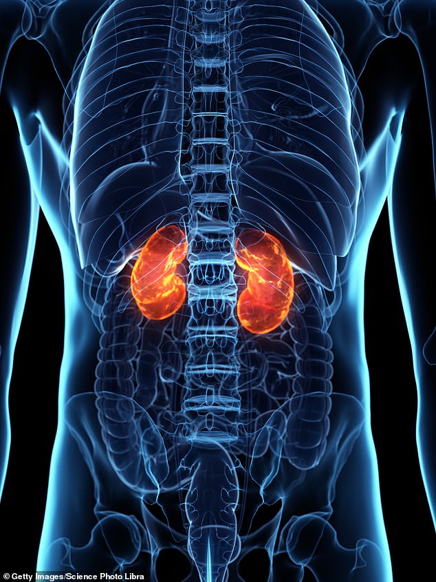 Lupus can also damage the kidneys (pictured), lungs, heart, brain, nervous system, and muscles.