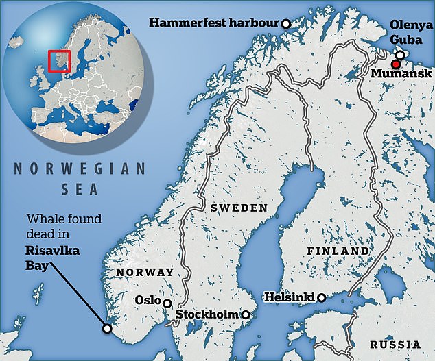 Nicknamed Hvaldimir (combining the Norwegian word for whale and Vladimir Putin), the whale's body was found floating in Risavika Bay in southern Norway in September.