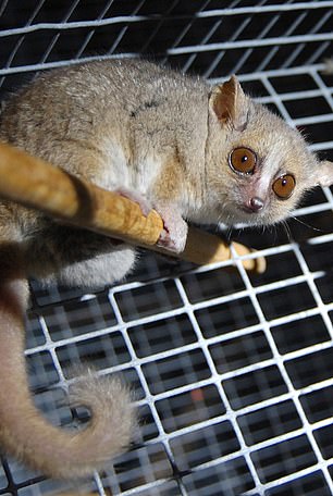 Studies on gray mouse lemurs show that females are more selective about their food than males, and may even give up a meal if it does not seem suitable.