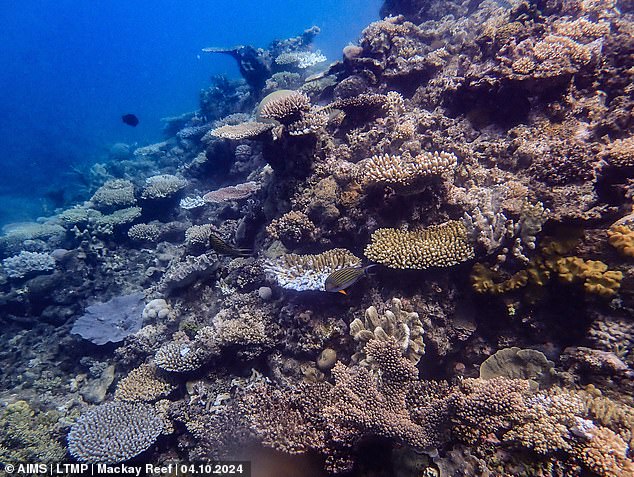 It is the largest collection of coral reefs in the world and stretches for more than 1,430 miles along the east coast of Australia. But scientists warn that the Great Barrier Reef is getting closer to a 