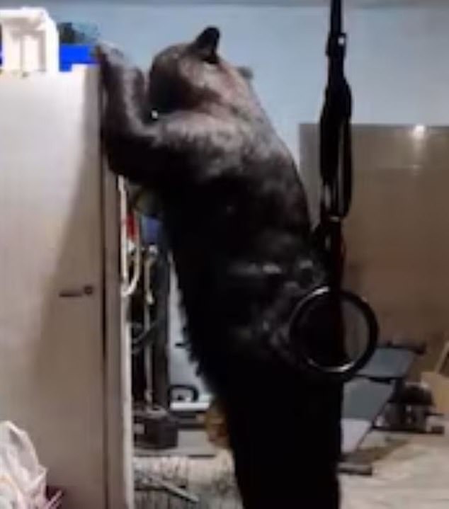 A black bear was seen breaking into a house in the city of San Pedro Garza García, Nuevo León, in late October.