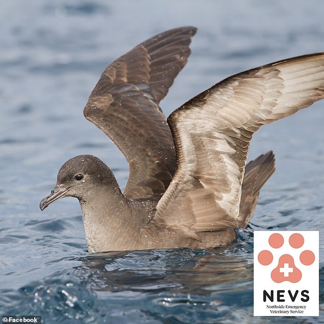 Northside Emergency Veterinary Service has provided a definitive answer to why so many dead birds were washing up on Sydney beaches, revealing it is an annual phenomenon.