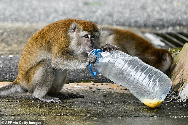 The rhesus macaques that escaped from the facility are all young females, weighing between six and seven pounds, about the same size as a house cat. The macaque in the photo is an adult from India, not from the Alpha Genesis facility.