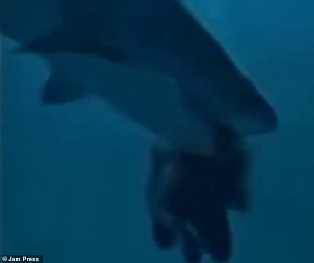 The shark can be seen clenching its jaws around the diver's head.