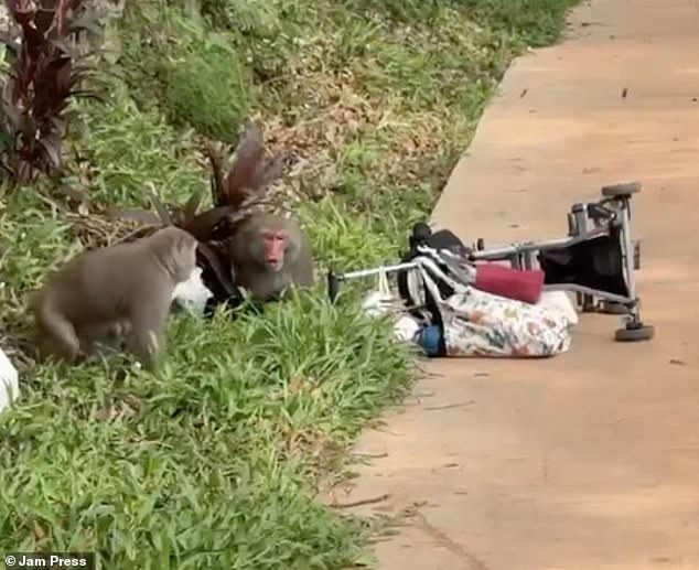 A monkey then ran away with an object that had fallen out of one of the bags attached to the stroller. The other primate began to rummage through the family's belongings.