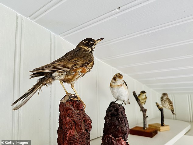 Nearly a third of respondents chose taxidermy objects, or real stuffed animals, as their biggest home decoration (File Image)