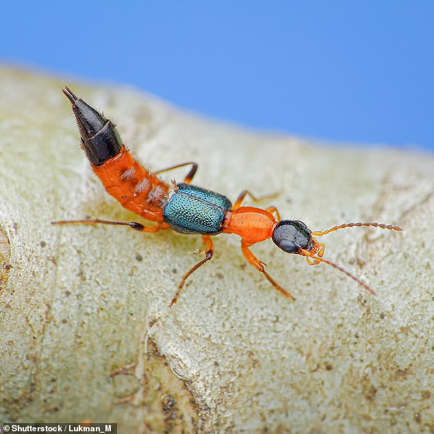 Cat beetles, also known as rove beetles, do not actually bite their victims, but instead release a very potent toxin when they are pushed away or crushed.