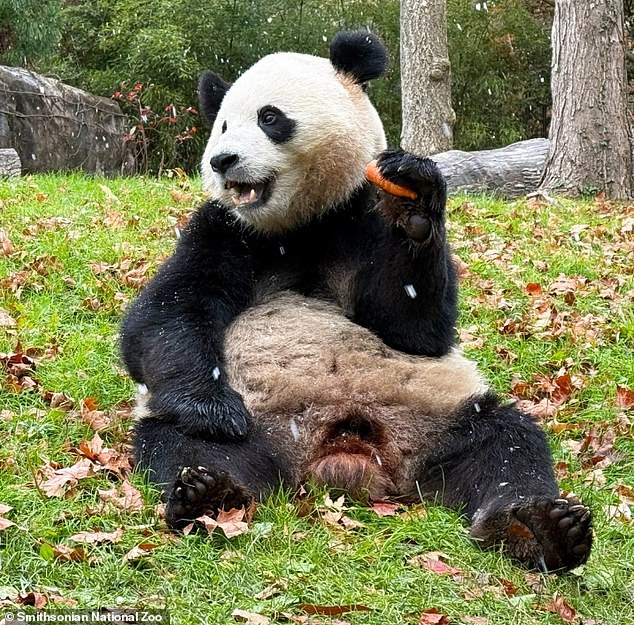 The pandas rolled around in the fallen leaves while playing and eating carrots and apples.