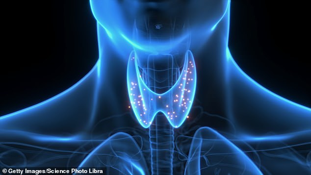 Around one in five Britons are affected by an underactive thyroid, caused by problems with the butterfly-shaped gland in the neck that governs functions ranging from digestion to heart rate and mood.