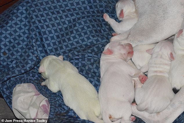 White Pitbull gives birth to rare colored pup named Fiona in