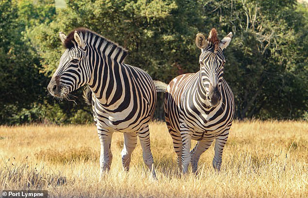 Zebras at Port Lympne wildlife reserve in Kent