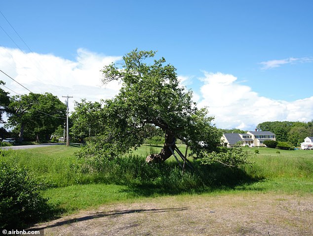 One of its unique selling points is that it is home to one of the state's oldest apple trees (photo)