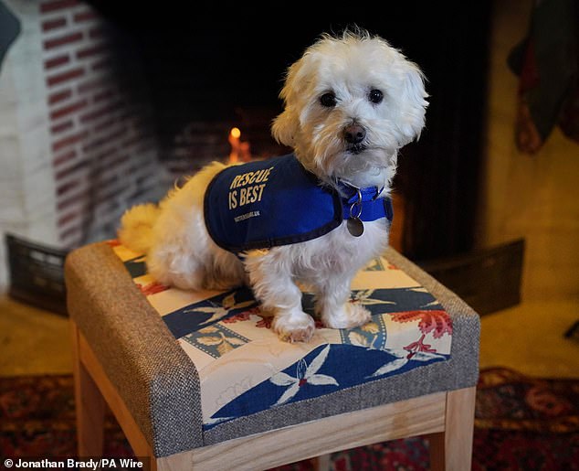 Shadow, Darcie, Elspeth, Percy (pictured), Harper and Missy traveled to Highgrove, the king's private home in Gloucestershire, for their photoshoot.