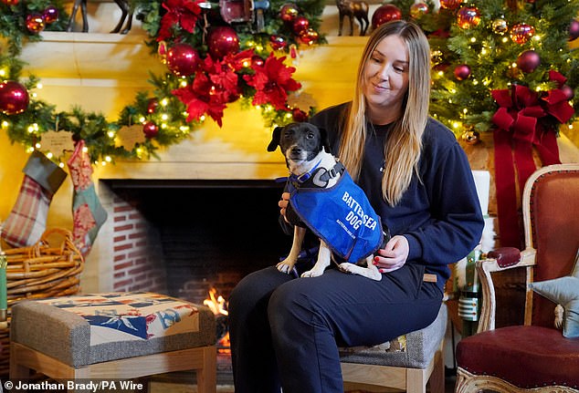 Dog trainer Chloe Wainwright with Harper, a Jack Russell terrier from Battersea Dogs and Cats Home in Old Windsor