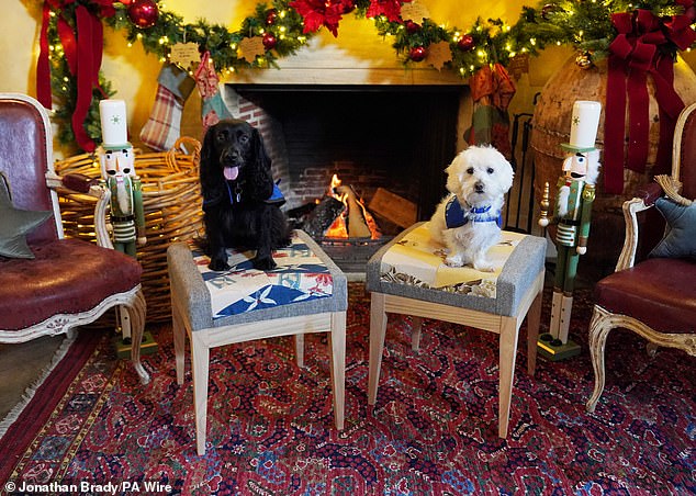 Rescue dogs from Battersea Dogs and Cats Home took part in a festive photoshoot at King and Queen's country estate, Highgrove, in Tetbury.