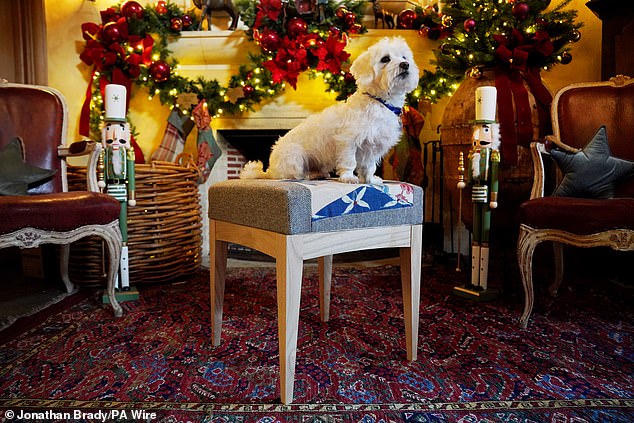 It didn't take long for Percy, a Maltese cross, to get into the royal spirit as he posed on a stool.