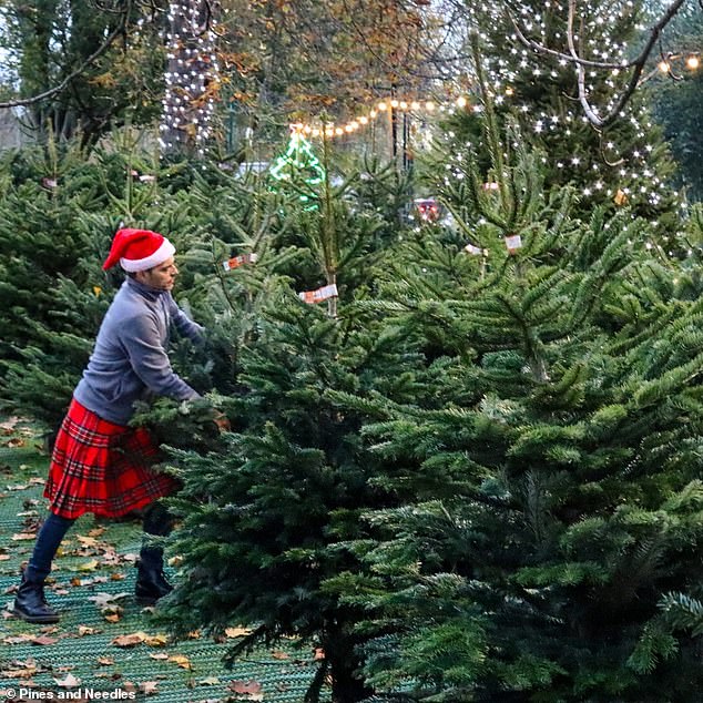 Pines and Needles recommend choosing a tall, leafy tree with symmetrical branches.