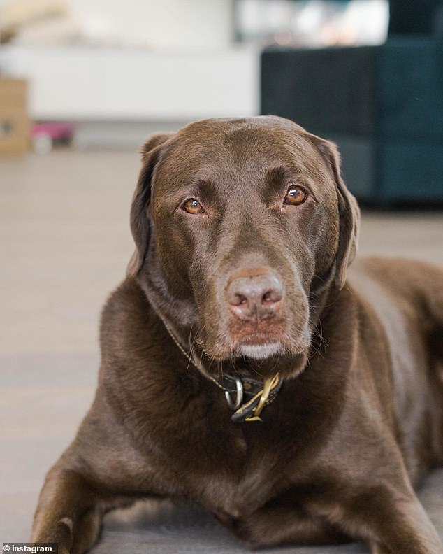 The former Bachelor star shared a touching post on Instagram on Monday revealing the loss of her loyal dog Hendrix (pictured).