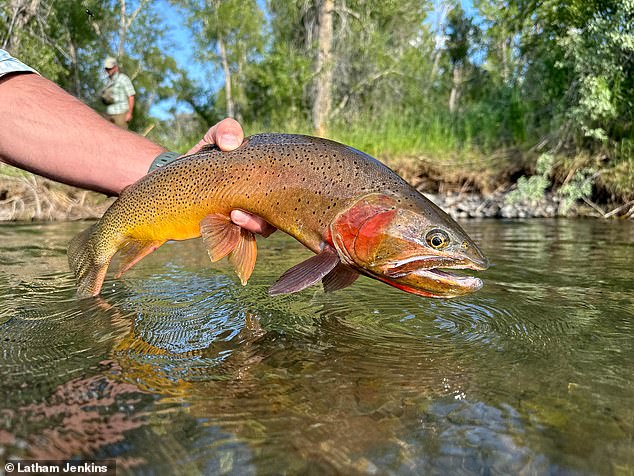 According to the listing, cutthroat trout and other fish swim in the river and three creeks that run through Antlers Ranch