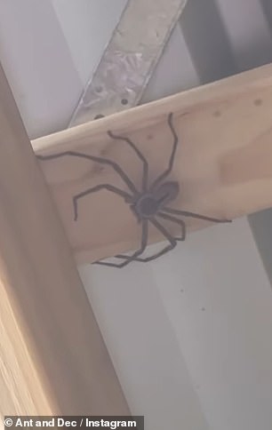 Ant also had an encounter with a spider on set earlier this week, and shared a video of a huge Hunter curled up on the ceiling.