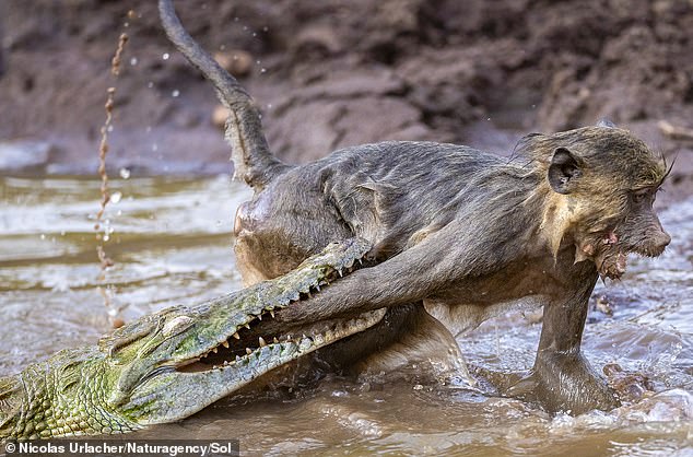 It appears to be trying to flee its situation as the primate lunges toward dry land, apparently screaming in pain.