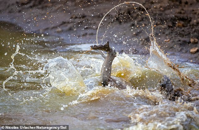 The crocodile then drags the baboon underwater and it appears the fight is over.