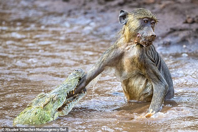 Surprisingly, the monkey somehow managed to escape the water and flee the scene before turning into the crocodile for its next meal.