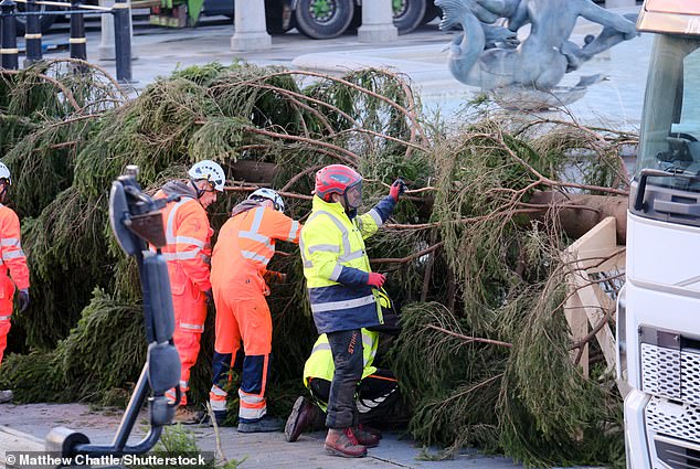 The Trafalgar Square Christmas tree appears in the square before being assembled by specialist teams.