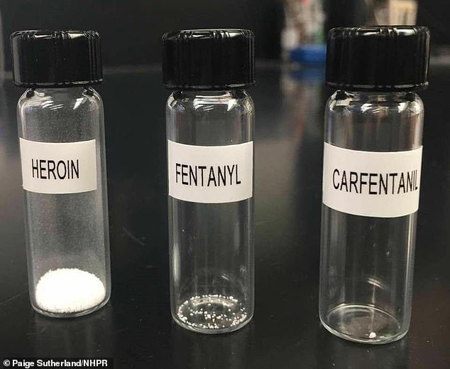 This image shows the lethal doses for an average adult of several opioids such as heroin, fentanyl, and carfentanil. Carfentanil is 100 times more potent than fentanyl and 10,000 times more potent than morphine.