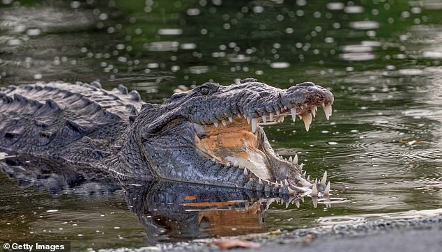 File photo of an American crocodile, native to parts of Mexico.