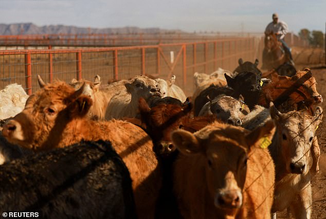 The US has temporarily blocked livestock imports from Mexico after a flesh-eating parasite was discovered on livestock shipped to the country.