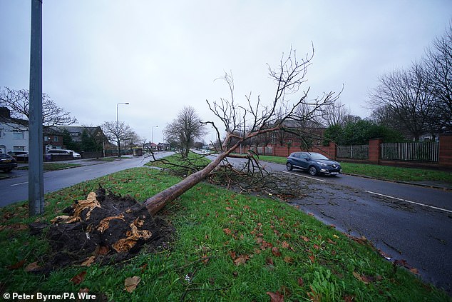 A fallen tree on Queen's Drive in Liverpool caused by the devastation of Storm Darragh