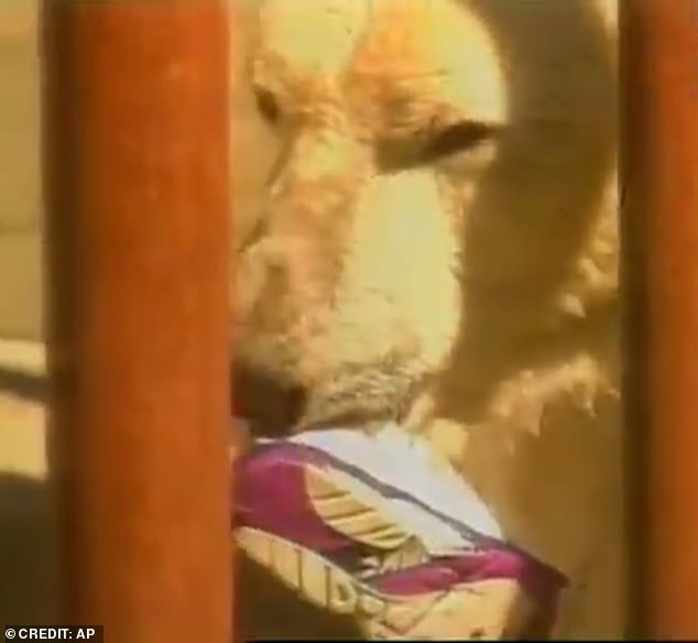 Binky was seen displaying her shoe around her cage.