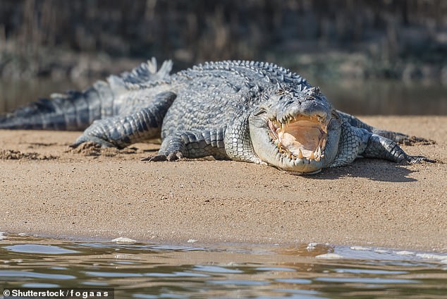 The couple said the only drinking water they had was from a crocodile-infested river (file image)