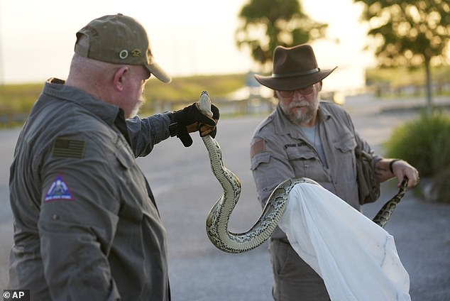 Florida Fish and Wildlife Conservation Commission contractors display a Burmese python captured Tuesday, Aug. 13, 2024, in the Everglades.