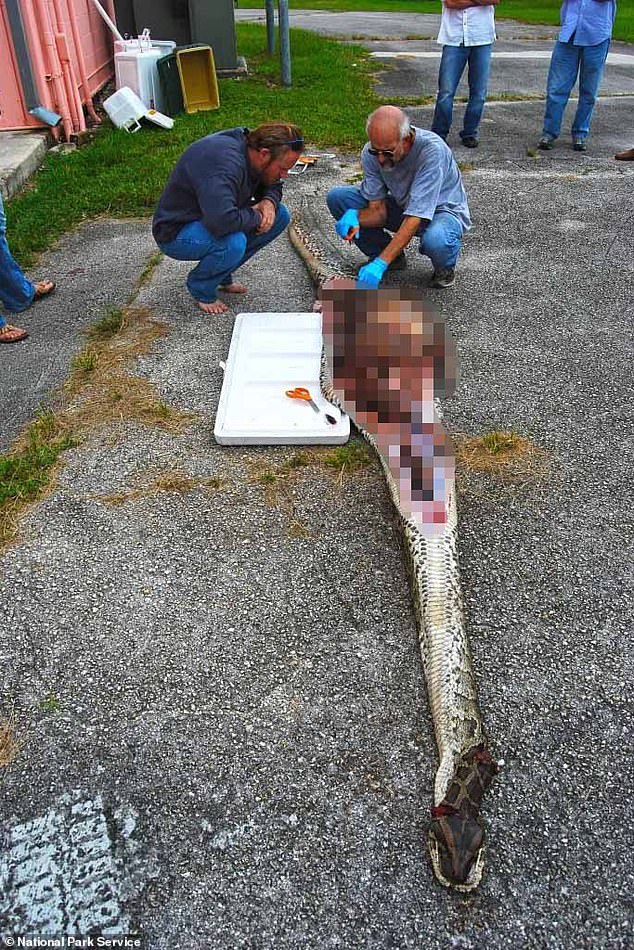 In the photo: Scientists perform a necropsy on a Burmese python that recently ate a large deer