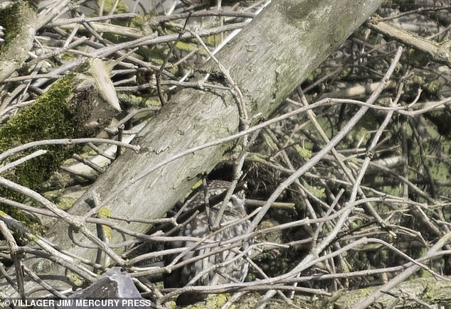 Hidden in a small opening is the Spotted Owl. If you look closely, you should be able to notice the rim of its round eyes, its small beak and a cluster of white and brown feathers