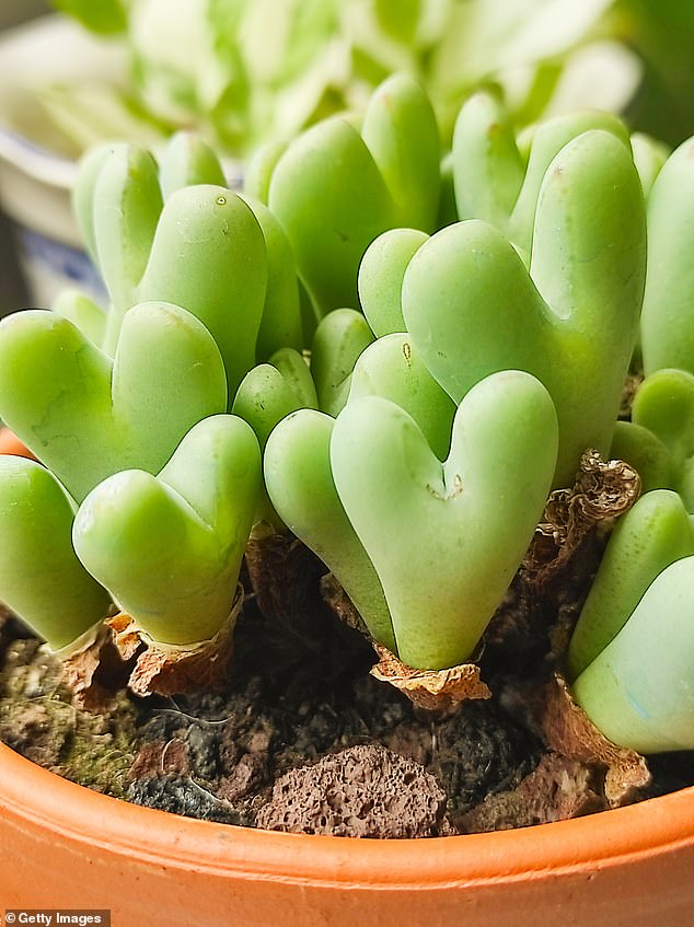 Some varieties of a particularly popular type of succulent, the Conophytum species (pictured is a Conophytum bilobum) are so poached that they are on the brink of extinction.