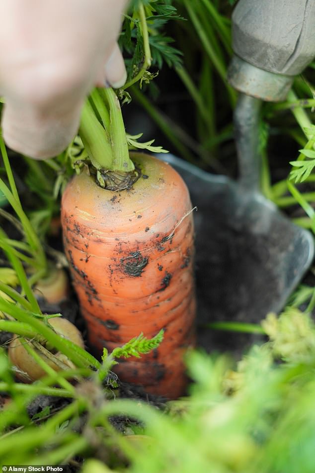 In December, there are still carrots (pictured), celeriac, parsnips, turnips and winter radishes in the ground, which should be dug up now.