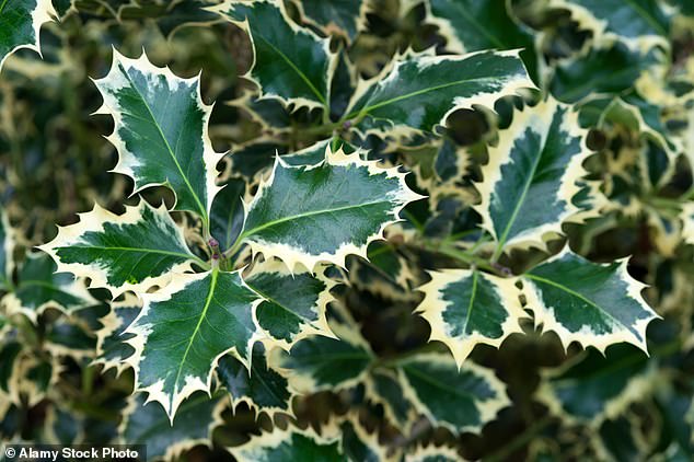 Ilex aquifolium 'silver queen' (pictured) has beautiful glossy dark green leaves edged with creamy white