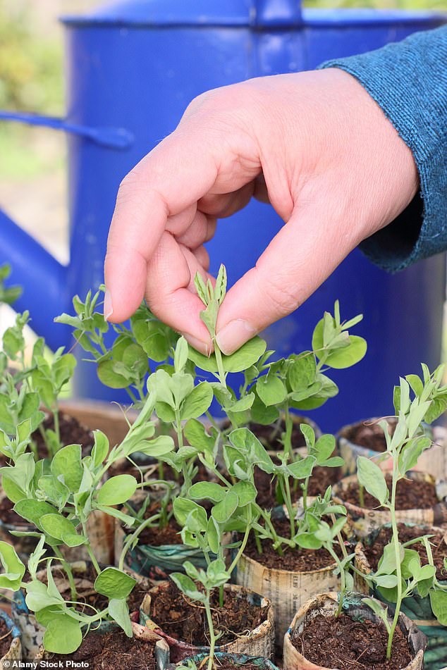 If you planted sweet peas (pictured) in late fall, they should soon be ready to be plucked.