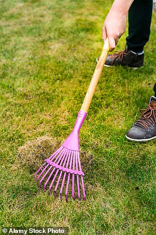 Scarify the lawn with a rake and remove the moss to turn it into a compost pile.