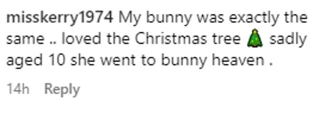 1733701651 701 The Christmas Bunny The sweet rabbit moment gets excited when