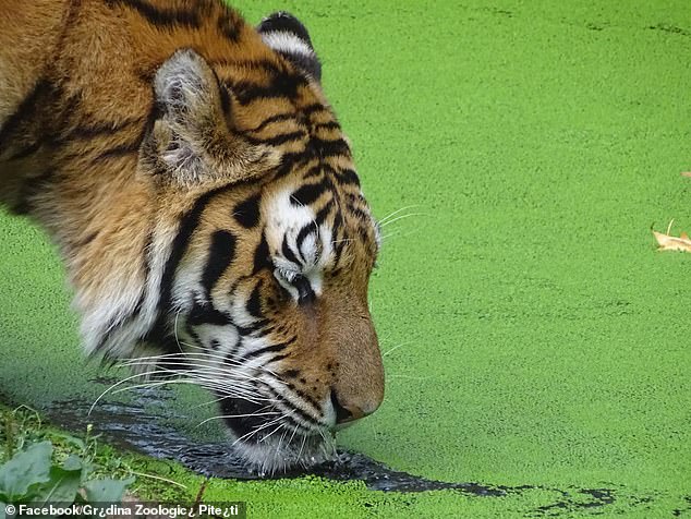 The image shared by Pitesti Zoo in September shows a Siberian tiger named Ares.