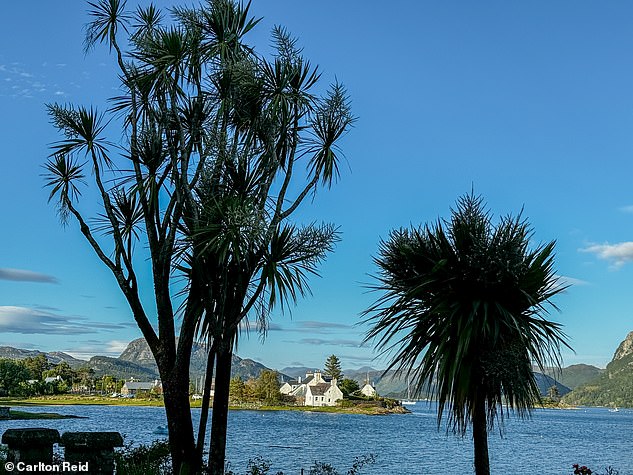 Carlton points out that Plockton has palm trees warmed by the Gulf Stream