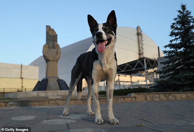 The unique genetic makeup of stray dogs suggests that they have adapted to survive prolonged exposure to radiation, heavy metals and pollution.