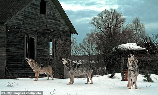 In January, a team of researchers presented findings suggesting that mutant wolves living in this toxic habitat are exceptionally resistant to radiation exposure.