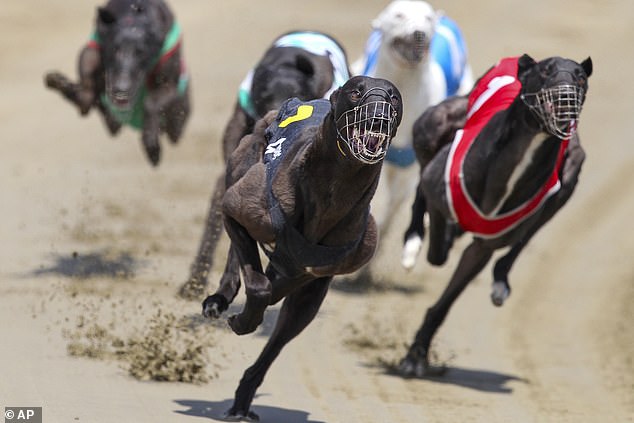 1733828132 380 New Zealand bans greyhound racing after the sport faced backlash