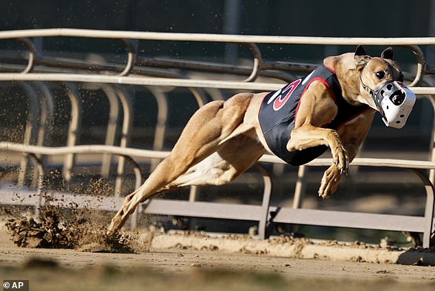 Greyhound Racing New Zealand (GRNZ) president Sean Hannan called the ban a 